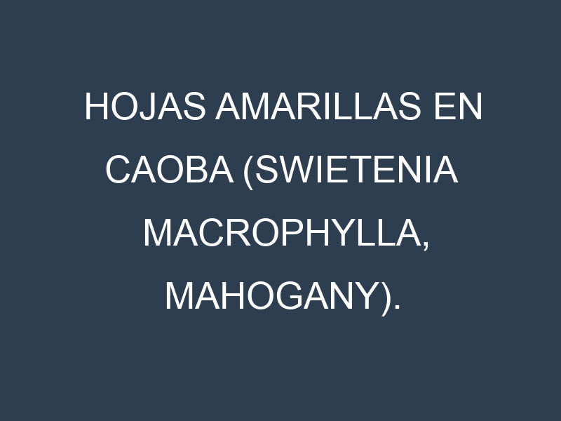 Hojas amarillas en Caoba (Swietenia macrophylla, Mahogany). Manchas amarillas en Caoba (Swietenia macrophylla, Mahogany)