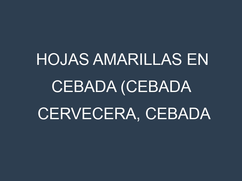 Hojas amarillas en Cebada (Cebada cervecera, Cebada forrajera, Cebada maltera, Cebada desnuda). Manchas amarillas en Cebada (Cebada cervecera, Cebada forrajera, Cebada maltera, Cebada desnuda)