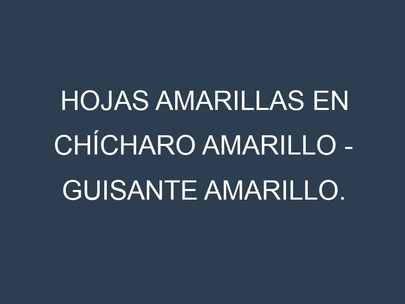 Hojas amarillas en Chícharo amarillo – Guisante amarillo. Manchas amarillas en Chícharo amarillo – Guisante amarillo