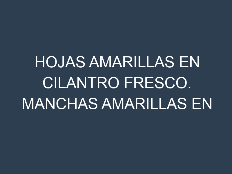 Hojas amarillas en Cilantro fresco. Manchas amarillas en Cilantro fresco