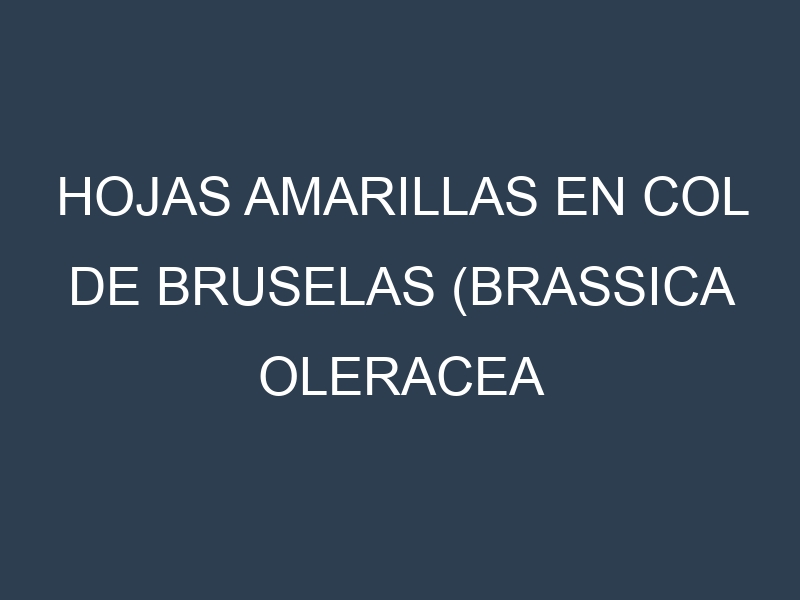 Hojas amarillas en Col de Bruselas (Brassica oleracea gemmifera, Diablo, Long Island, Jade Cross). Manchas amarillas en Col de Bruselas (Brassica oleracea gemmifera, Diablo, Long Island, Jade Cross)