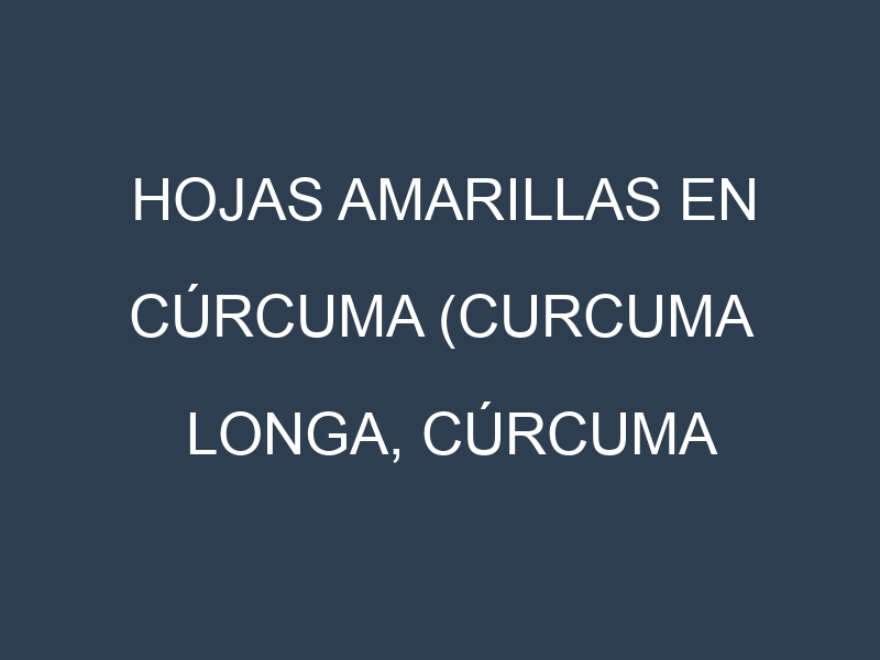 Hojas amarillas en Cúrcuma (Curcuma longa, Cúrcuma amarilla, Cúrcuma fresca). Manchas amarillas en Cúrcuma (Curcuma longa, Cúrcuma amarilla, Cúrcuma fresca)