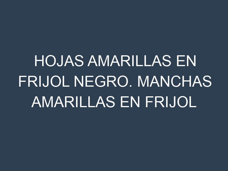 Hojas amarillas en Frijol negro. Manchas amarillas en Frijol negro
