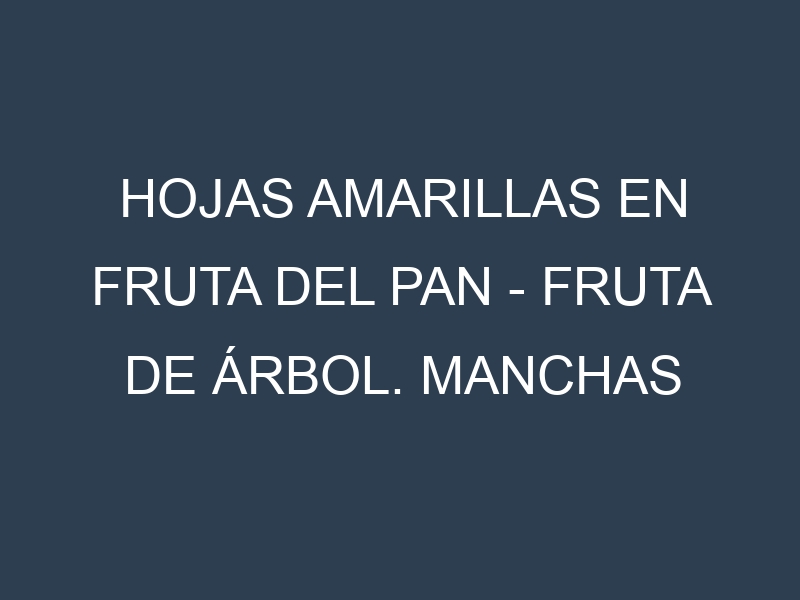 Hojas amarillas en Fruta del pan – Fruta de árbol. Manchas amarillas en Fruta del pan – Fruta de árbol
