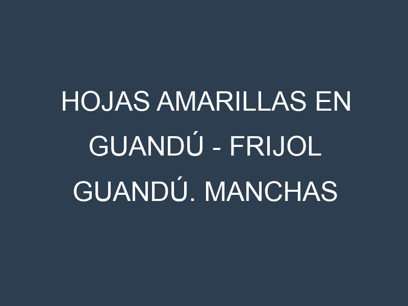Hojas amarillas en Guandú – Frijol guandú. Manchas amarillas en Guandú – Frijol guandú