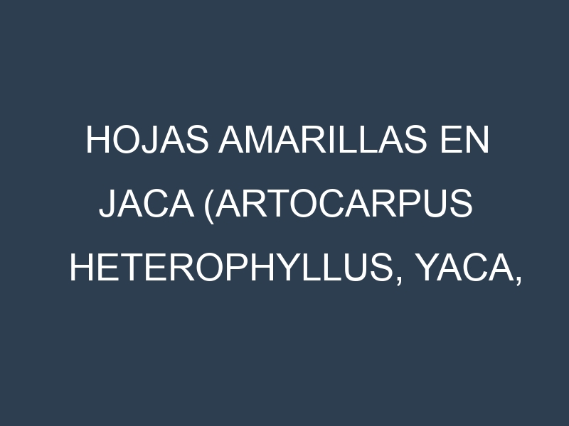 Hojas amarillas en Jaca (Artocarpus heterophyllus, Yaca, Jaca común). Manchas amarillas en Jaca (Artocarpus heterophyllus, Yaca, Jaca común)