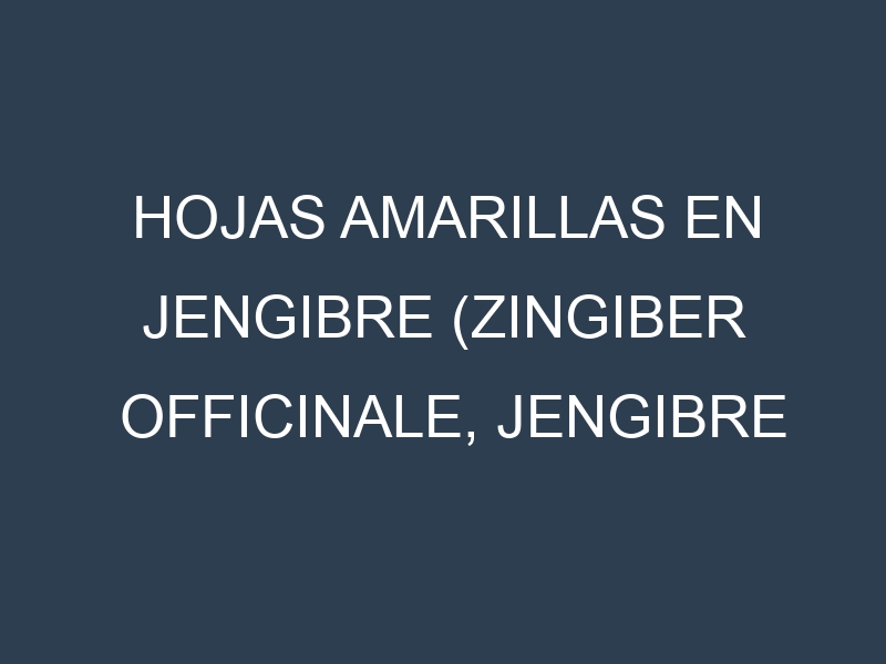 Hojas amarillas en Jengibre (Zingiber officinale, Jengibre común, Jengibre dulce). Manchas amarillas en Jengibre (Zingiber officinale, Jengibre común, Jengibre dulce)