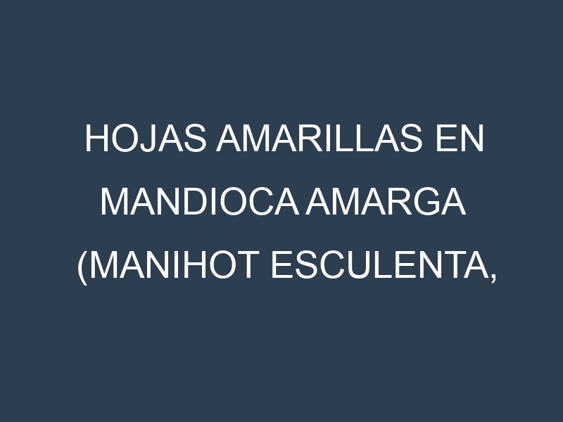 Hojas amarillas en Mandioca amarga (Manihot esculenta, Brava, Amarga). Manchas amarillas en Mandioca amarga (Manihot esculenta, Brava, Amarga)