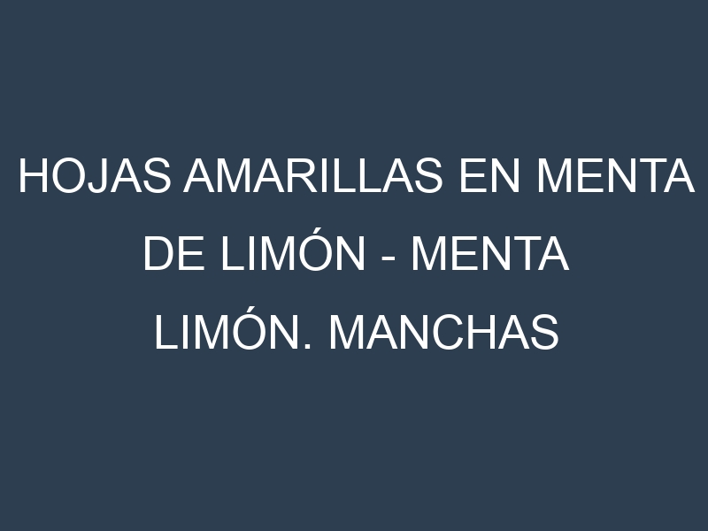 Hojas amarillas en Menta de limón – Menta limón. Manchas amarillas en Menta de limón – Menta limón