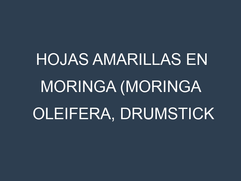 Hojas amarillas en Moringa (Moringa oleifera, Drumstick tree, Horseradish tree). Manchas amarillas en Moringa (Moringa oleifera, Drumstick tree, Horseradish tree)