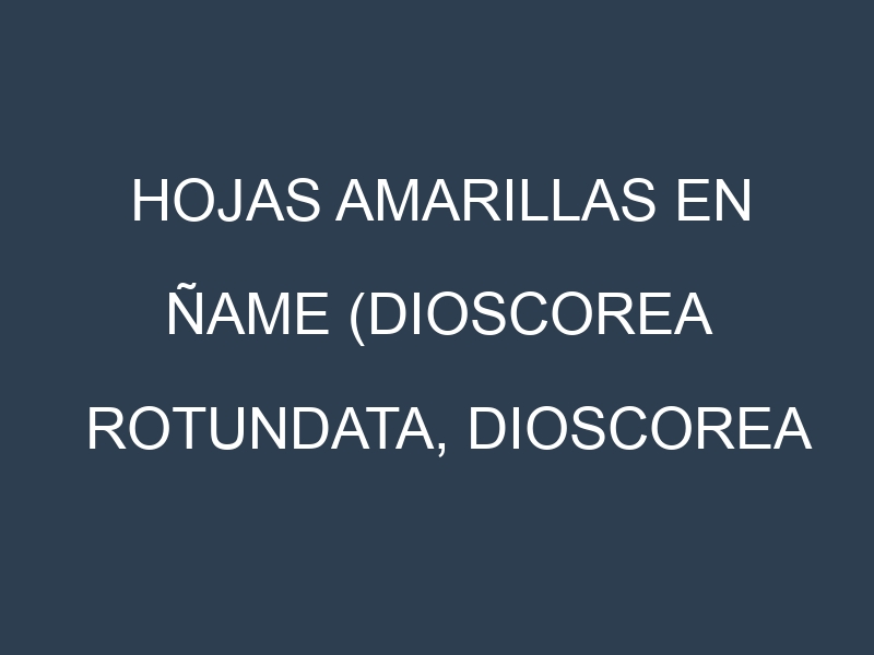 Hojas amarillas en Ñame (Dioscorea rotundata, Dioscorea alata, Dioscorea bulbifera). Manchas amarillas en Ñame (Dioscorea rotundata, Dioscorea alata, Dioscorea bulbifera)