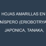 Hojas amarillas en Níspero (Eriobotrya japonica, Tanaka, Algerie, Peluche). Manchas amarillas en Níspero (Eriobotrya japonica, Tanaka, Algerie, Peluche)