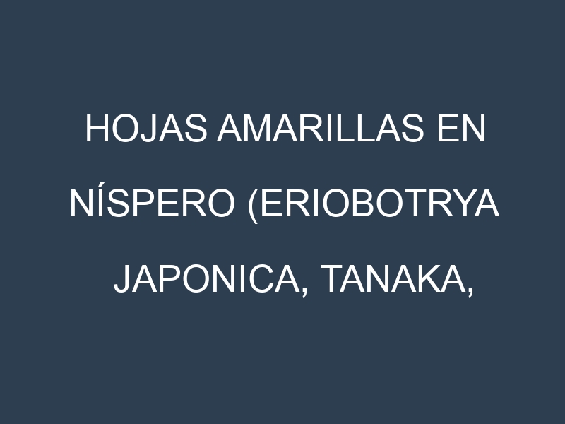 Hojas amarillas en Níspero (Eriobotrya japonica, Tanaka, Algerie, Peluche). Manchas amarillas en Níspero (Eriobotrya japonica, Tanaka, Algerie, Peluche)