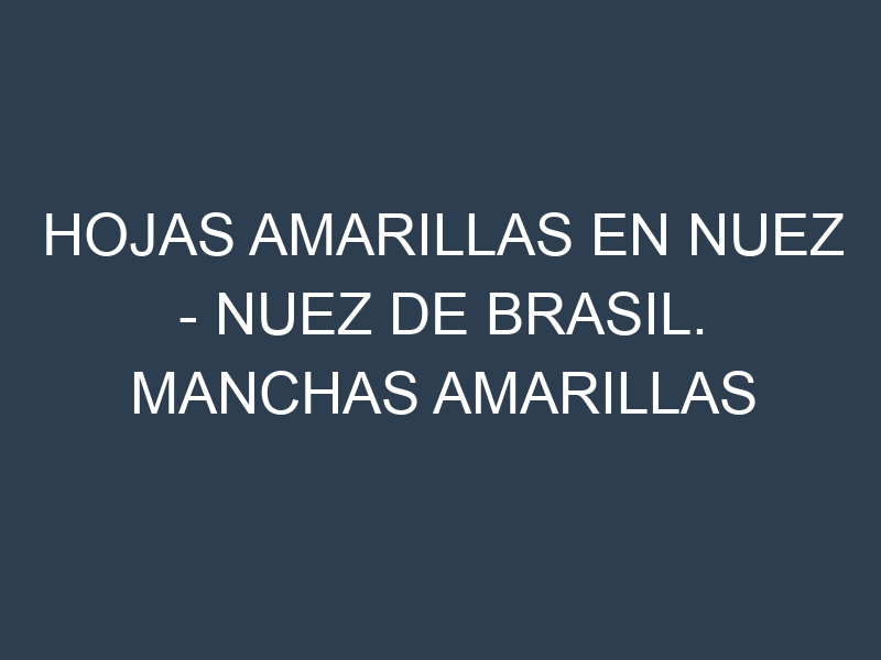 Hojas amarillas en Nuez – Nuez de Brasil. Manchas amarillas en Nuez – Nuez de Brasil