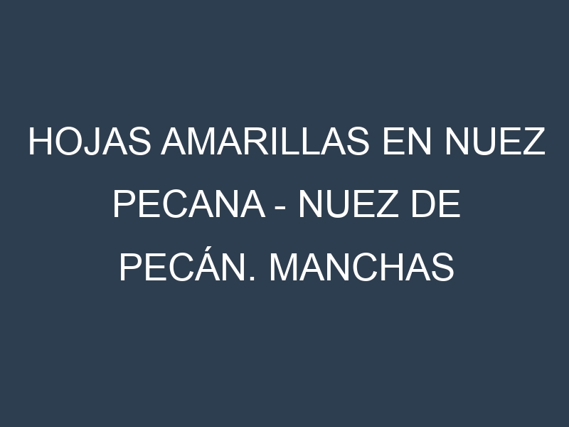 Hojas amarillas en Nuez pecana – Nuez de pecán. Manchas amarillas en Nuez pecana – Nuez de pecán