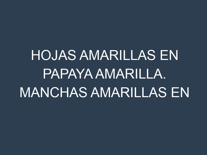 Hojas amarillas en Papaya amarilla. Manchas amarillas en Papaya amarilla