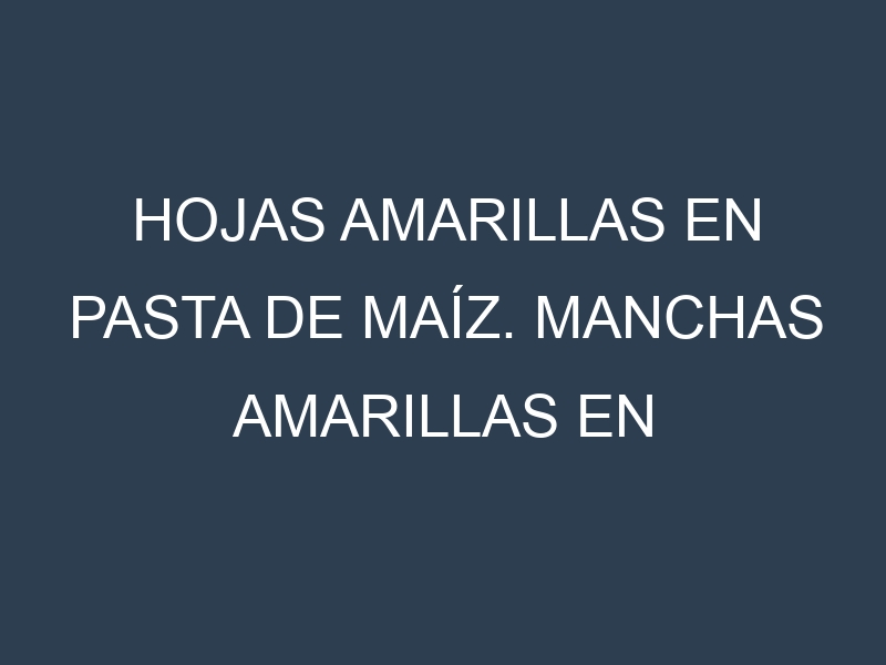 Hojas amarillas en Pasta de maíz. Manchas amarillas en Pasta de maíz