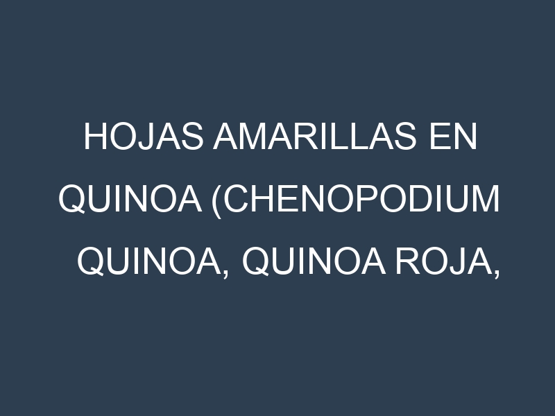 Hojas amarillas en Quinoa (Chenopodium quinoa, Quinoa roja, Quinoa blanca). Manchas amarillas en Quinoa (Chenopodium quinoa, Quinoa roja, Quinoa blanca)