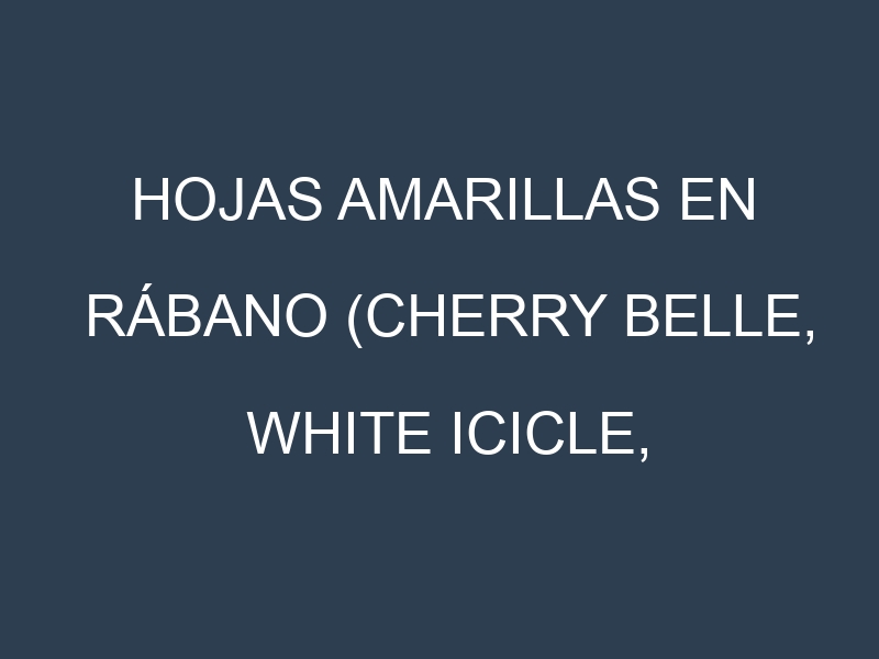 Hojas amarillas en Rábano (Cherry Belle, White Icicle, French Breakfast, Daikon). Manchas amarillas en Rábano (Cherry Belle, White Icicle, French Breakfast, Daikon)