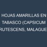 Hojas amarillas en Tabasco (Capsicum frutescens, Malagueta, Thai Hot, Piri Piri). Manchas amarillas en Tabasco (Capsicum frutescens, Malagueta, Thai Hot, Piri Piri)