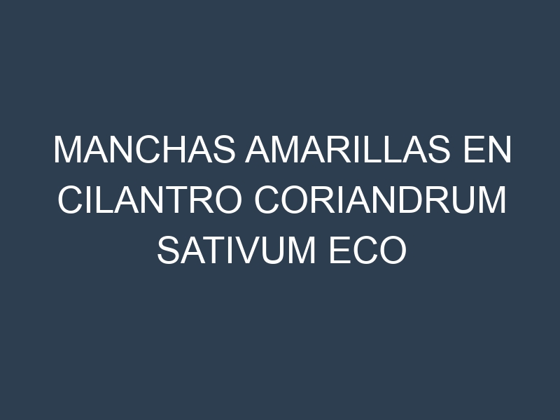 Manchas Amarillas en Cilantro Coriandrum Sativum Eco