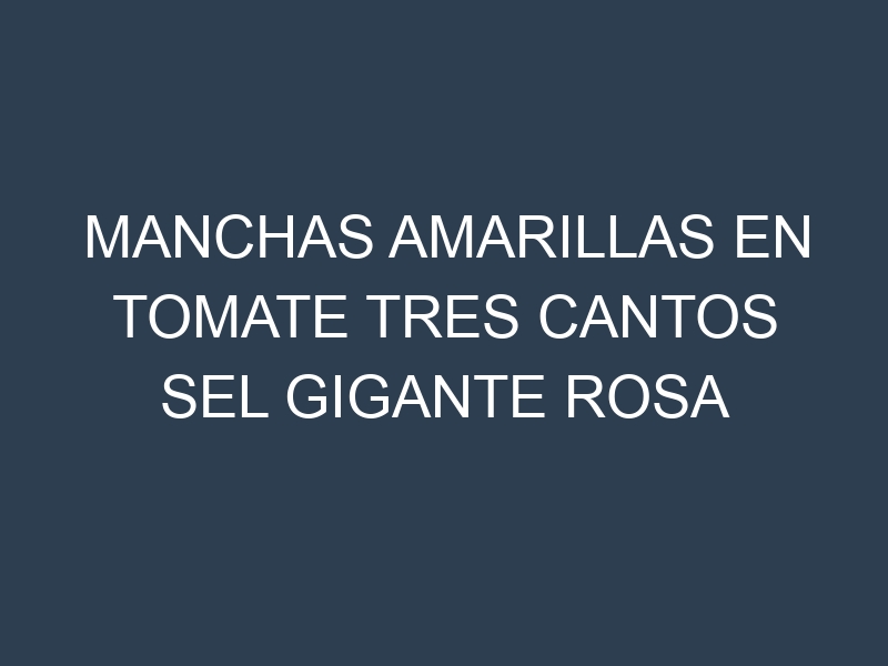 Manchas Amarillas en Tomate Tres Cantos Sel Gigante Rosa