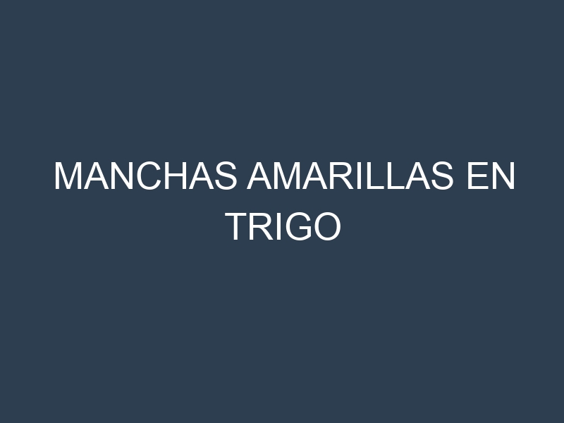 Manchas Amarillas en Trigo