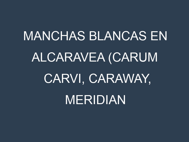 Manchas blancas en Alcaravea (Carum carvi, Caraway, Meridian fennel). Manchas hojas blancas en Alcaravea (Carum carvi, Caraway, Meridian fennel).