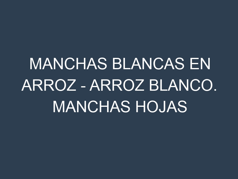 Manchas blancas en Arroz – Arroz blanco. Manchas hojas blancas en Arroz – Arroz blanco.