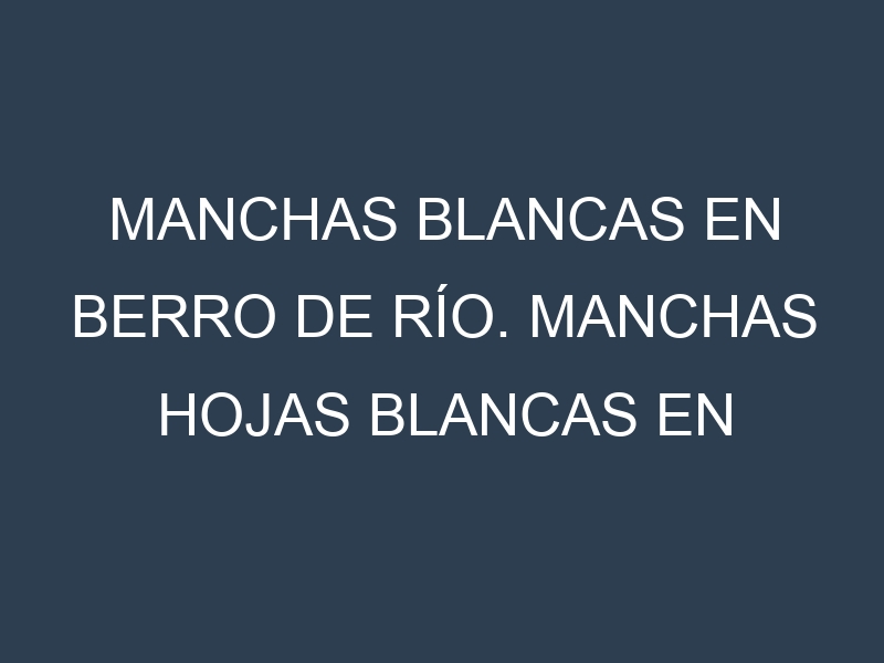 Manchas blancas en Berro de río. Manchas hojas blancas en Berro de río.
