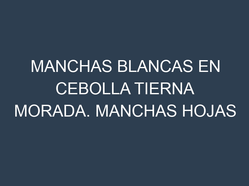 Manchas blancas en Cebolla tierna morada. Manchas hojas blancas en Cebolla tierna morada.