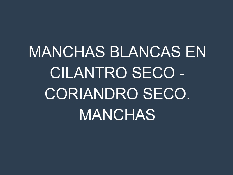 Manchas blancas en Cilantro seco – Coriandro seco. Manchas hojas blancas en Cilantro seco – Coriandro seco.