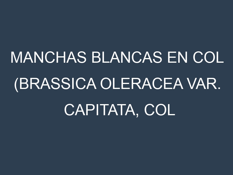 Manchas blancas en Col (Brassica oleracea var. capitata, Col verde, Col roja). Manchas hojas blancas en Col (Brassica oleracea var. capitata, Col verde, Col roja).