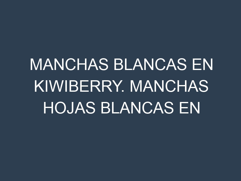 Manchas blancas en Kiwiberry. Manchas hojas blancas en Kiwiberry.