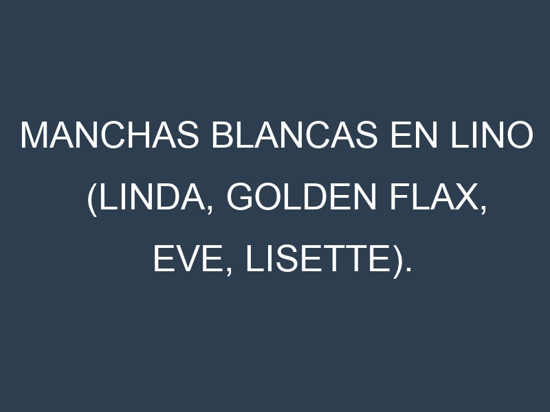 Manchas blancas en Lino (Linda, Golden Flax, Eve, Lisette). Manchas hojas blancas en Lino (Linda, Golden Flax, Eve, Lisette).