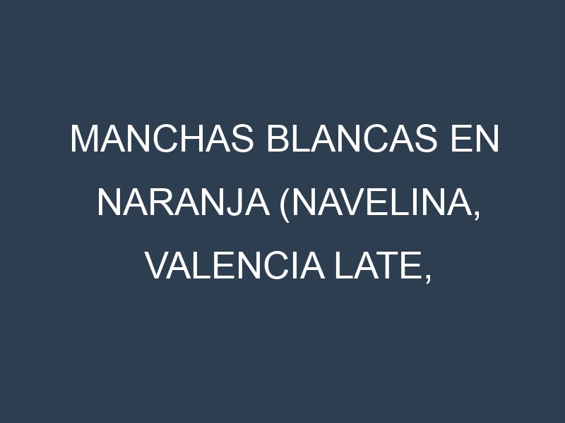 Manchas blancas en Naranja (Navelina, Valencia Late, Salustiana, Washington Navel). Manchas hojas blancas en Naranja (Navelina, Valencia Late, Salustiana, Washington Navel).
