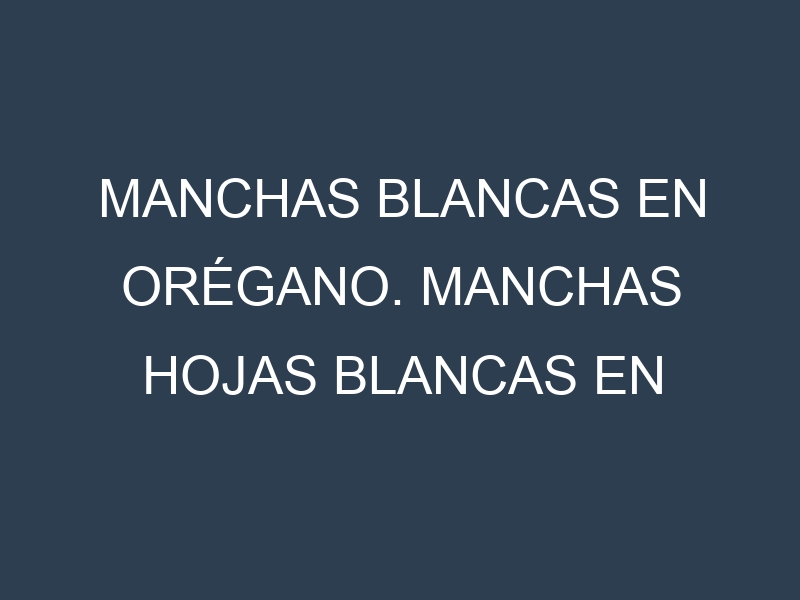 Manchas blancas en Orégano. Manchas hojas blancas en Orégano.