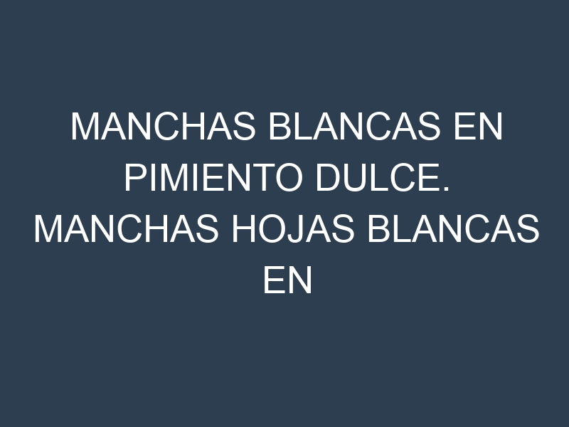 Manchas blancas en Pimiento dulce. Manchas hojas blancas en Pimiento dulce.