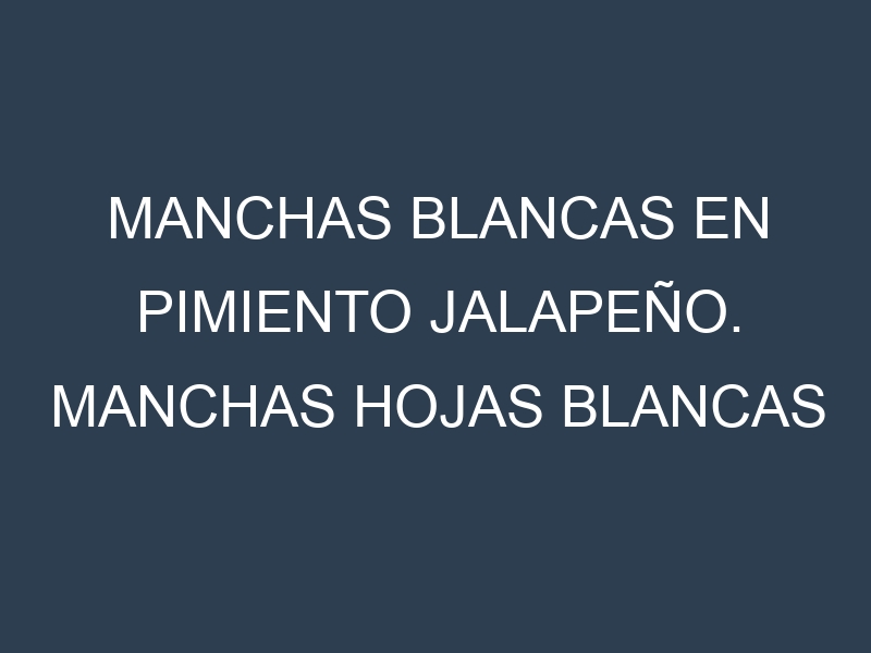 Manchas blancas en Pimiento jalapeño. Manchas hojas blancas en Pimiento jalapeño.