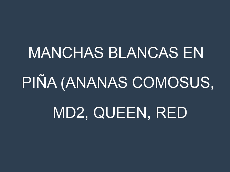 Manchas blancas en Piña (Ananas comosus, MD2, Queen, Red Spanish). Manchas hojas blancas en Piña (Ananas comosus, MD2, Queen, Red Spanish).