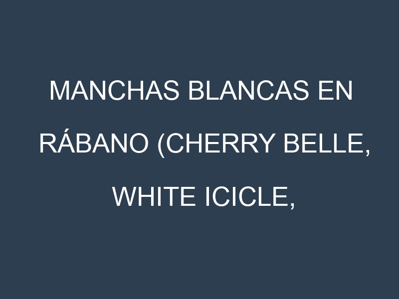 Manchas blancas en Rábano (Cherry Belle, White Icicle, French Breakfast, Daikon). Manchas hojas blancas en Rábano (Cherry Belle, White Icicle, French Breakfast, Daikon).