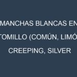 Manchas blancas en Tomillo (Común, Limón, Creeping, Silver Queen). Manchas hojas blancas en Tomillo (Común, Limón, Creeping, Silver Queen).