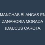 Manchas blancas en Zanahoria morada (Daucus carota, Zanahoria morada común, Zanahoria morada de Nante). Manchas hojas blancas en Zanahoria morada (Daucus carota, Zanahoria morada común, Zanahoria morada de Nante).