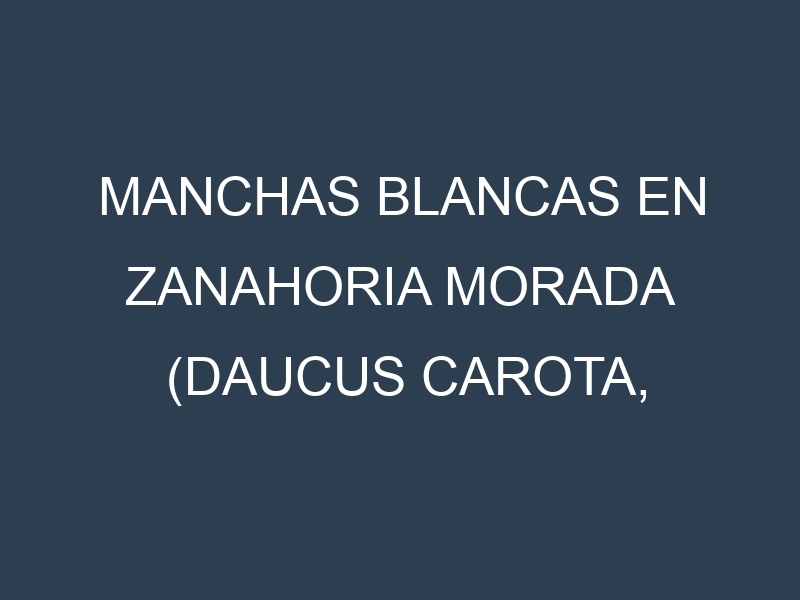 Manchas blancas en Zanahoria morada (Daucus carota, Zanahoria morada común, Zanahoria morada de Nante). Manchas hojas blancas en Zanahoria morada (Daucus carota, Zanahoria morada común, Zanahoria morada de Nante).