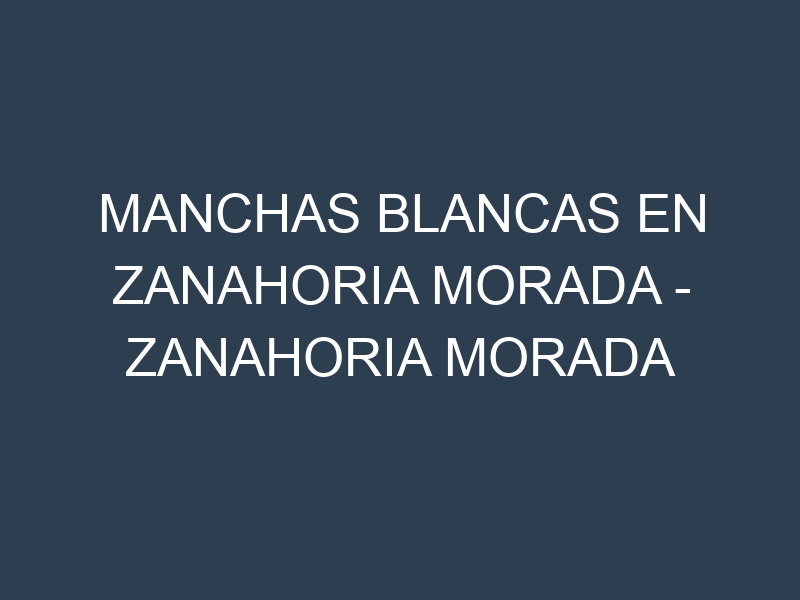 Manchas blancas en Zanahoria morada – Zanahoria morada dulce. Manchas hojas blancas en Zanahoria morada – Zanahoria morada dulce.