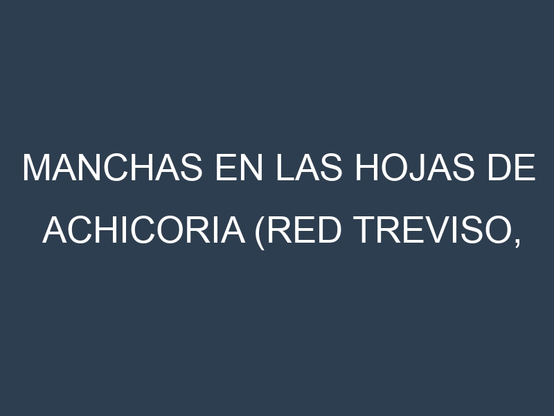 Manchas en las hojas de Achicoria (Red Treviso, Castelfranco, Catalogna, Belgian Endive, Sugarloaf): Identificación, Causas y Estrategias de Control Efectivo