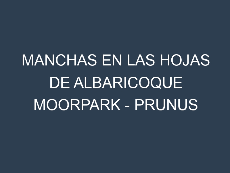 Manchas en las hojas de Albaricoque Moorpark – Prunus armeniaca: Identificación, Causas y Estrategias de Control Efectivo