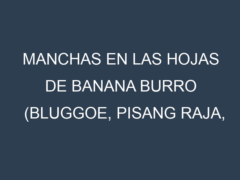 Manchas en las hojas de Banana Burro (Bluggoe, Pisang Raja, Burro Banana, Orinoco, Plátano Macho): Identificación, Causas y Estrategias de Control Efectivo