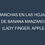 Manchas en las hojas de Banana Manzano (Lady Finger, Apple Banana, Pisang Mas, Brazilian Banana, Señorita): Identificación, Causas y Estrategias de Control Efectivo