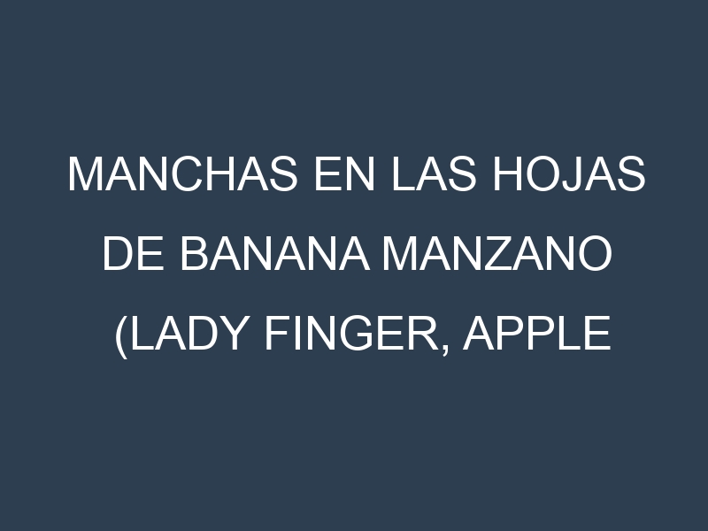 Manchas en las hojas de Banana Manzano (Lady Finger, Apple Banana, Pisang Mas, Brazilian Banana, Señorita): Identificación, Causas y Estrategias de Control Efectivo